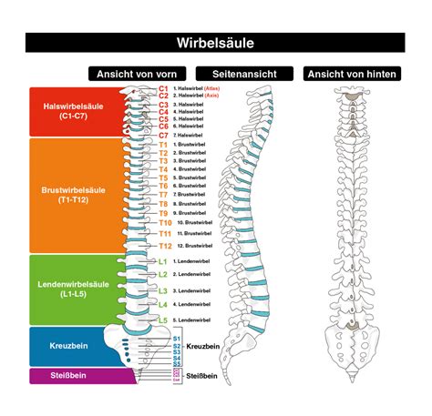 spina dorsale|Wirbelsäule (Columna vertebralis): Anatomie und。